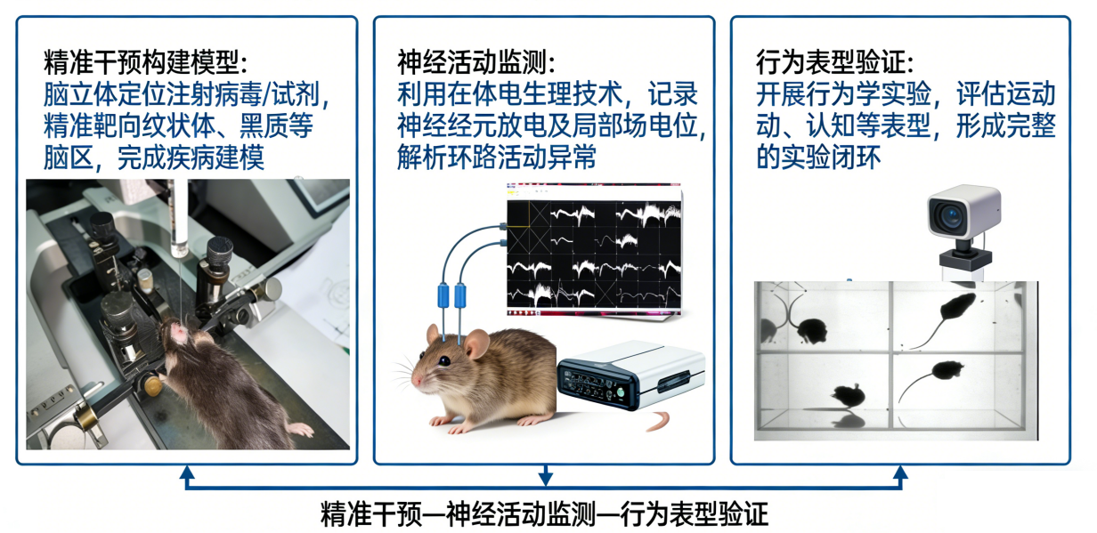脑立体定位注射+在体电生理+行为学实验