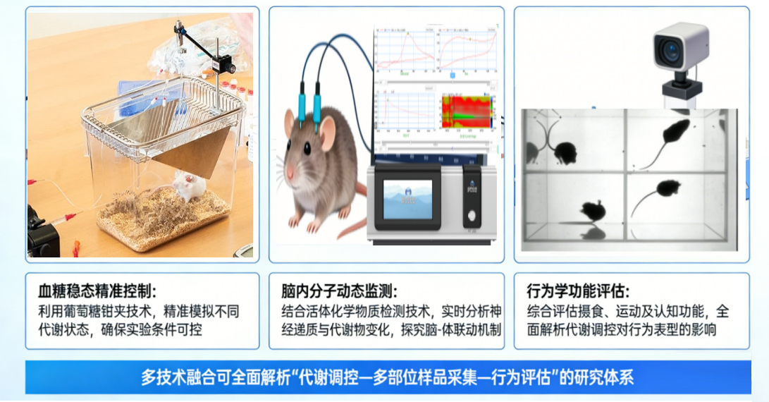 葡萄糖钳夹+活体化学物质检测+行为学实验