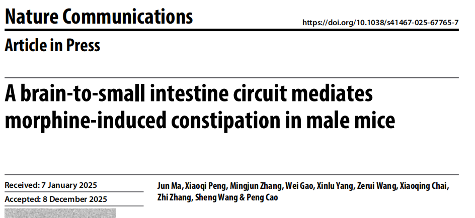 Nat Commun：中国科大柴小青/张智/王胜/曹鹏联合团队揭示吗啡致便秘的脑-肠轴神经机制