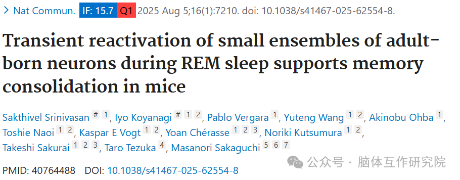 REM 睡眠中少量成年新生神经元的短暂再激活，为小鼠记忆巩固 “上锁”