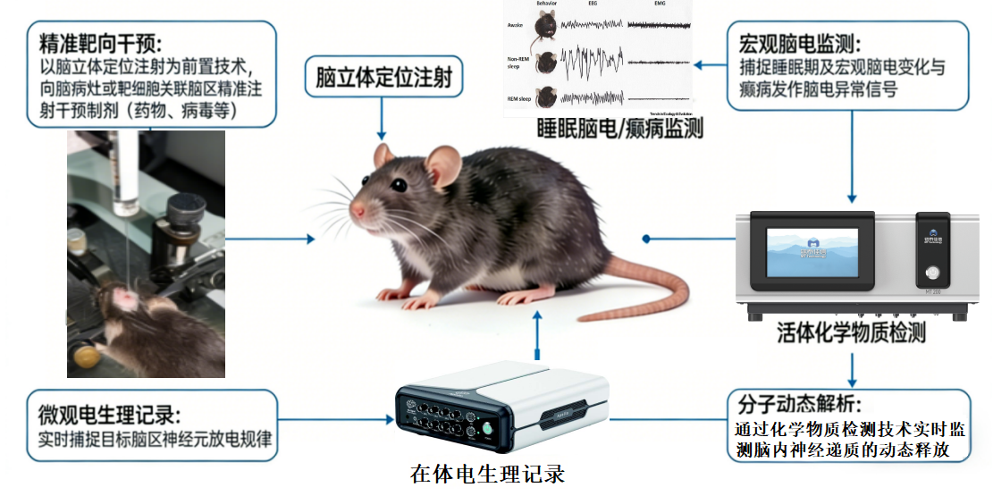 脑立体定位注射+睡眠脑电/癫痫+活体化学物质监测+在体电生理