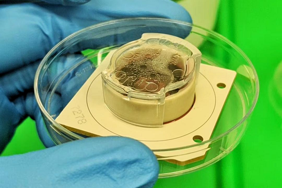 培养皿里的“游戏玩家”：DishBrain活体神经元，靠自学玩转电玩