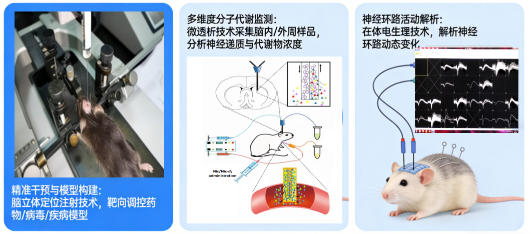 脑立体定位注射+微透析+在体电生理