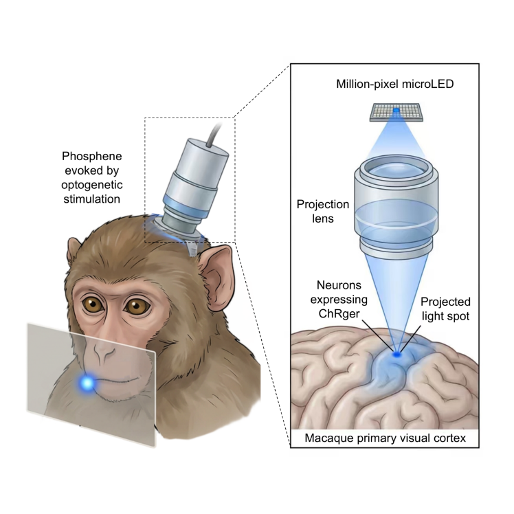 脑智卓越中心刘真组合作建立新型灵长类光遗传技术并用于视觉脑机接口研究