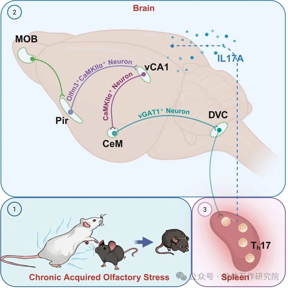 Neuron｜南京医科大学鲁明团队发现梨状皮层“脑-脾轴”介导气味诱发习得性恐惧