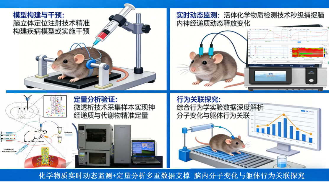 脑立体定位注射 + 活体化学物质检测 + 微透析 + 行为学实验