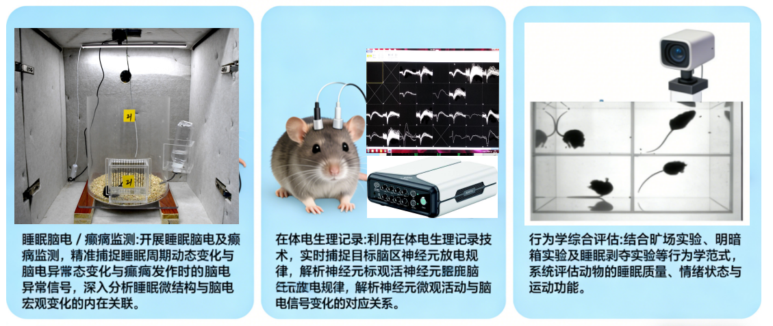睡眠脑电+在体电生理+行为学